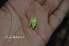 Barleria courtallica